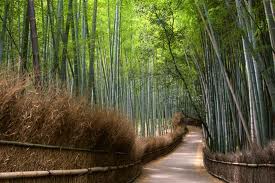 Japan Cherry Blossom Tour 2022 (8d/7n) Japan Cherry Blossom Tour 2022 (8d/7n)