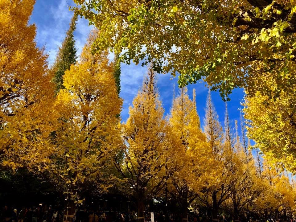 autumn in japan