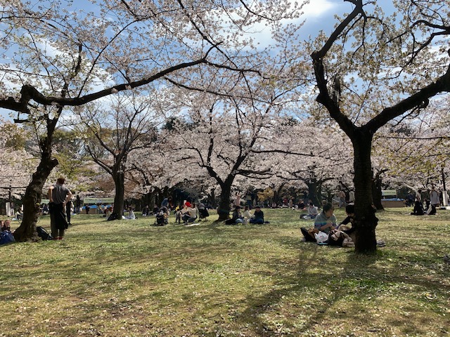 Japan Cherry Blossom Tour 2022 (8 days) Japan Cherry Blossom Tour 2022 (8 days)