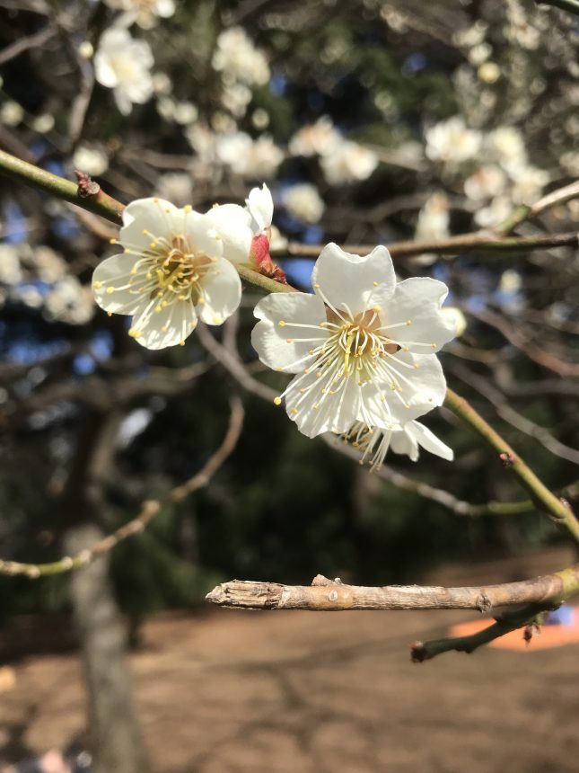 shinjuku gyoen