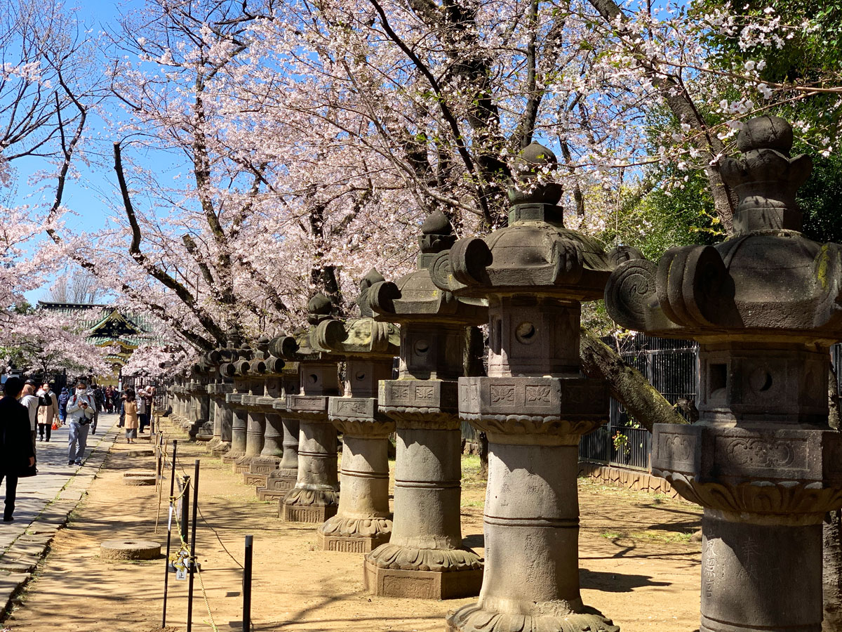 Le Temps des Cerisiers au Japon 2022 en 14 jours