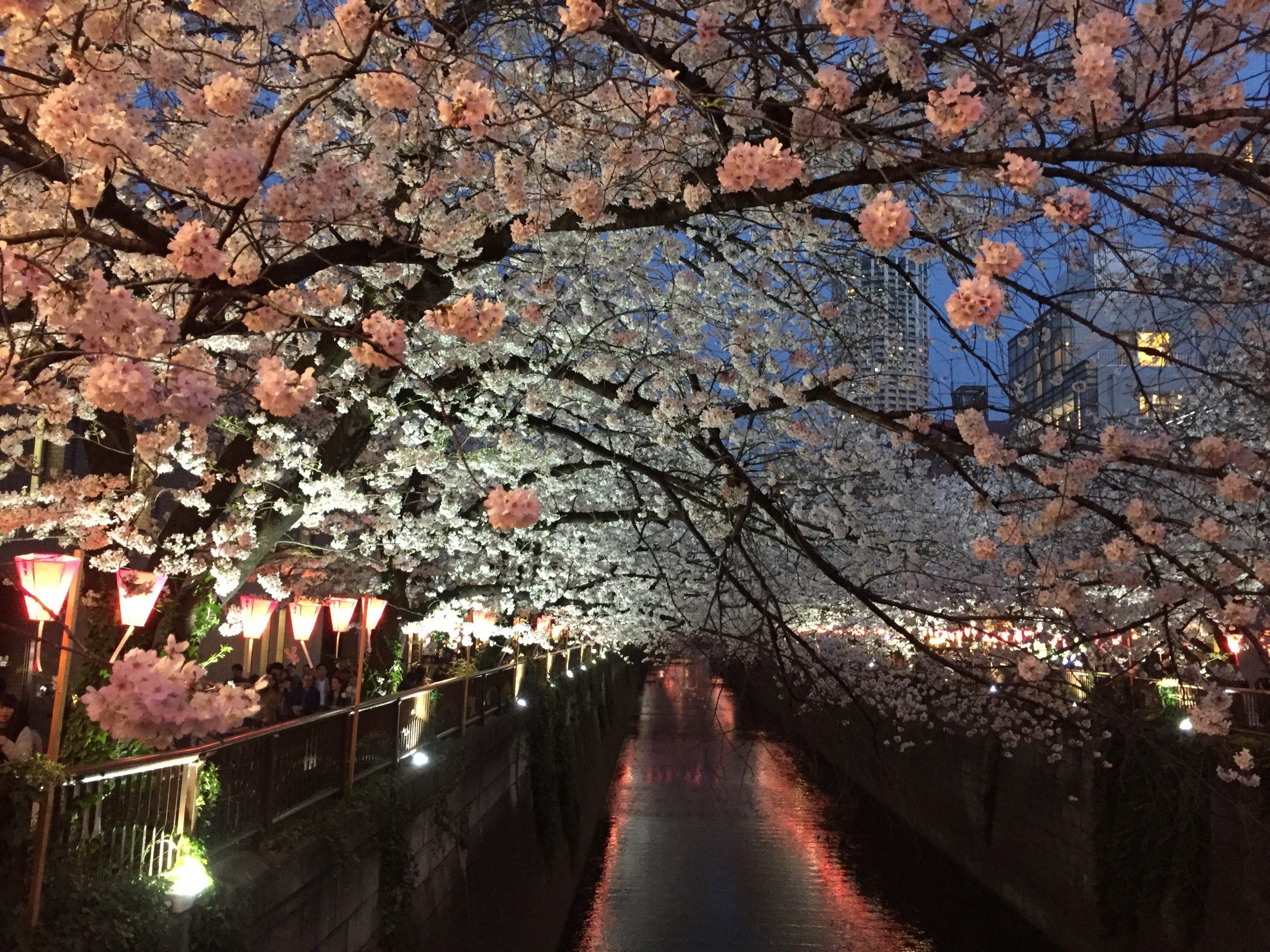 Le Temps des Cerisiers au Japon 2022 en 14 jours
