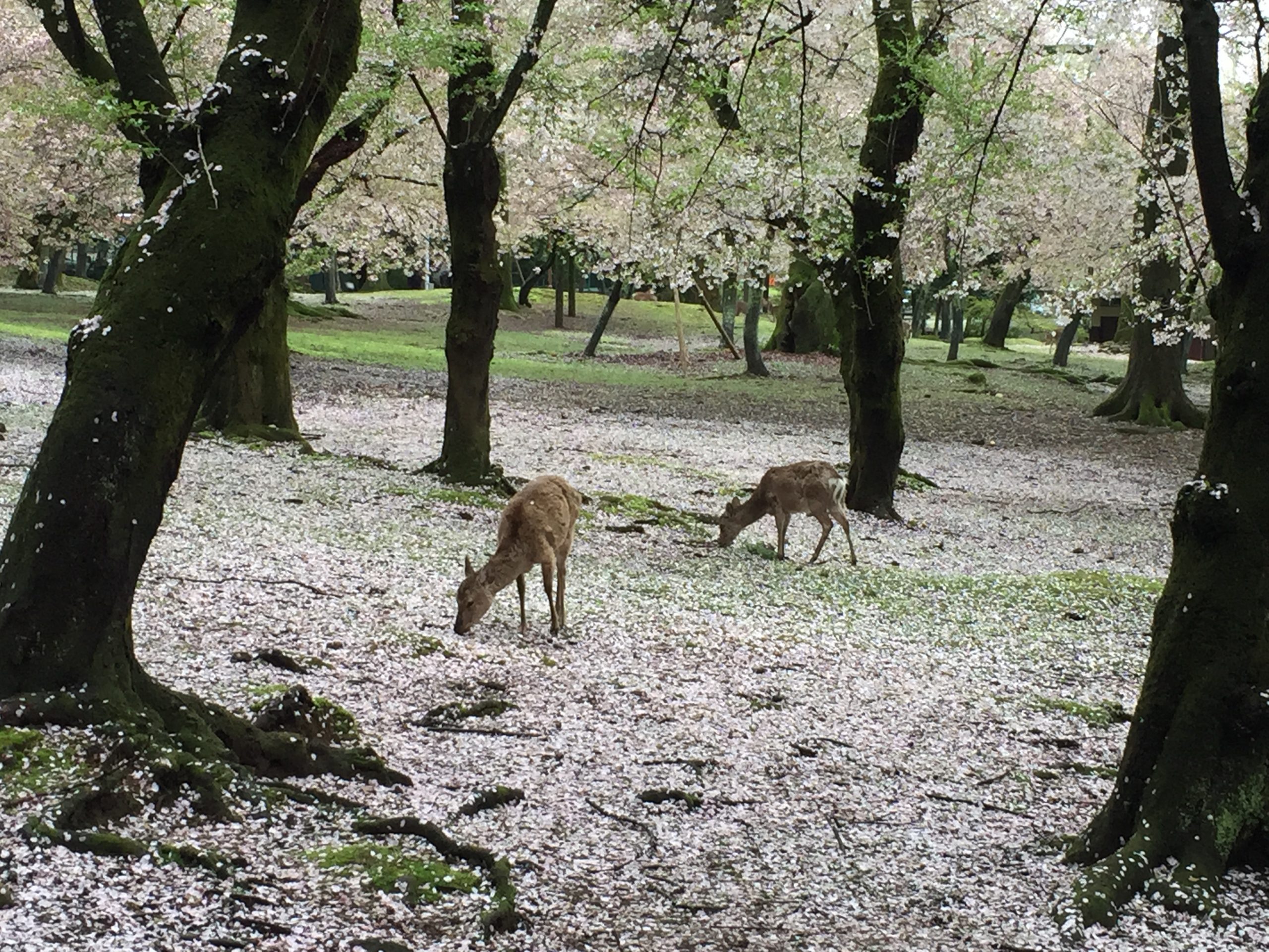 La saison estivale au Japon 2021 en 14 jours La saison estivale au Japon 2021 en 14 jours