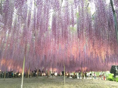 Le parc floral d'Ashikaga (Ashikaga Flower Park) Le parc floral d'Ashikaga (Ashikaga Flower Park)